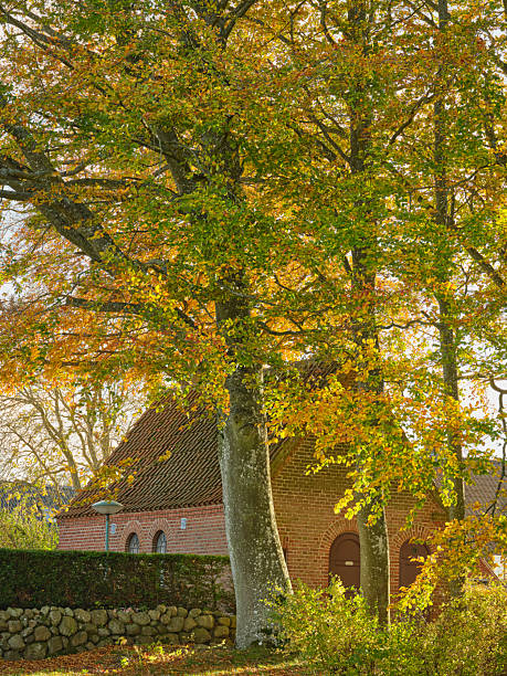 Autumn foliage casts vibrant hues around a quaint Danish brick structure. Sunlight filters through the colorful leaves, creating a serene ambiance in this tranquil countryside scene. Ideal for nature and seasonal themes.