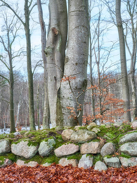 A serene forest scene showcasing tall European beech (Fagus sylvatica) trees under a clear blue sky. A rustic stone wall runs through the area, surrounded by fallen autumn leaves and mossy formations.