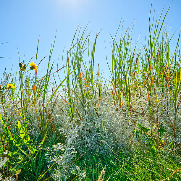A close-up view of white sagebrush plants thriving in a natural setting beneath a blue sky. The vibrant green grass contrasts beautifully with the soft white hues of the plants.