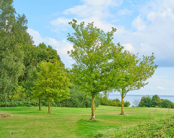 A tranquil forest scene highlighting magnificent deciduous trees with bright green leaves, scattered fallen leaves, and gentle sunlight peeking through the branches, creating an atmosphere of calm and connection to nature.