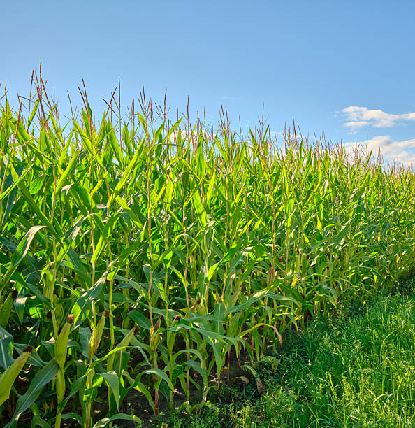 A vibrant photograph showcasing a thriving cornfield (Zea mays) under the clear, sunlit sky. The scene emanates rural tranquility with lush greenery, a blue backdrop, and charming pathways, symbolizing nature's pastoral beauty.