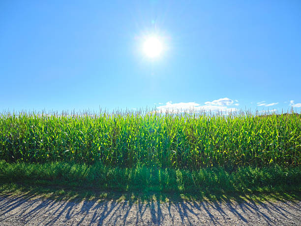 istock Scenic summer view of a sunlight-bathed cornfield (Zea mays) with clear blue skies, casting soft shadows on lush green grass along a dirt path. 2240340122