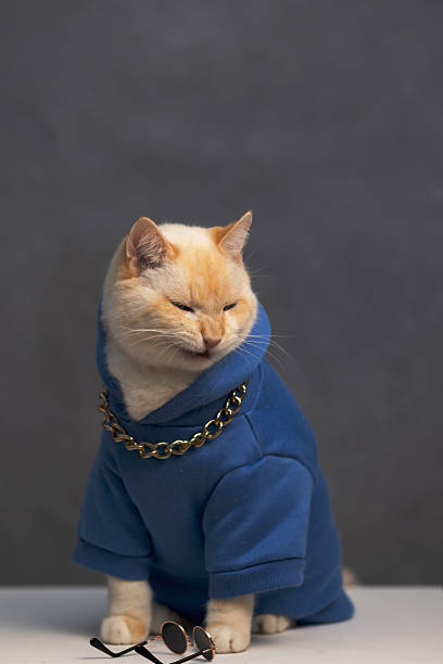 istock On a dark background, a thoughtful red-haired fat cat in a blue jacket sits on a table with his head bowed 2240340206