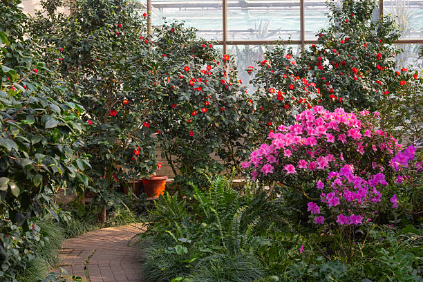 Azalea Flowers Blooming  in a Greenhouse