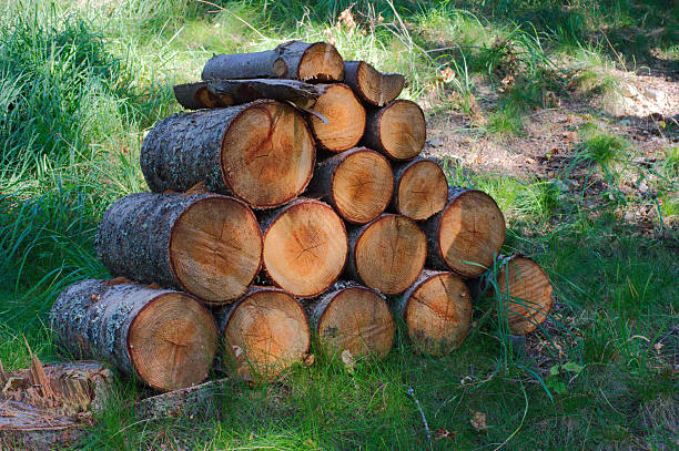 A neat pile of cut logs sits in a sunlit grassy clearing, showcasing warm wood tones and visible growth rings. Great for forestry, outdoor living, construction, and rustic nature themes.