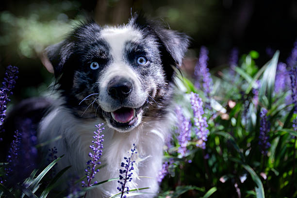 A headshot of a blue eyed purebred female blue merle miniature Australian Shepherd dog AKA American Shepherd is in a garden with purple flowers surrounding her, smiling, with a cute expression on her face