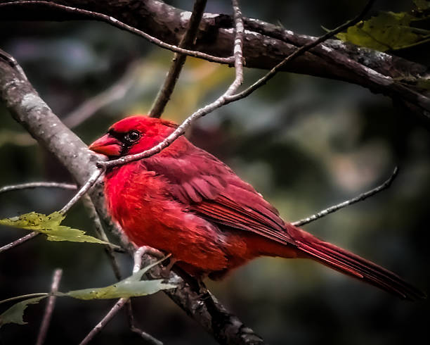 istock A red male Cardinal bird 2240351912