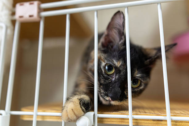 istock Neri, the tortoiseshell cat. 2240353468