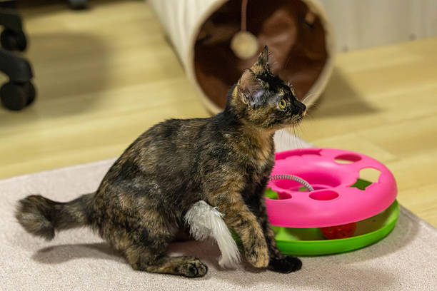 istock Neri, the tortoiseshell cat. 2240353478
