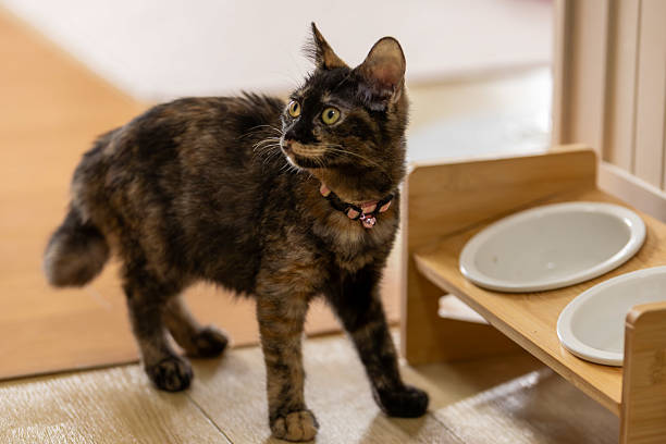 istock Neri, the tortoiseshell cat. 2240353507