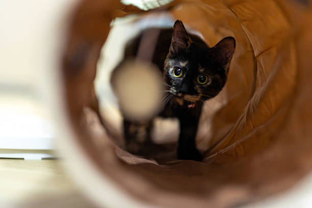 This is Neri, the tortoiseshell cat.