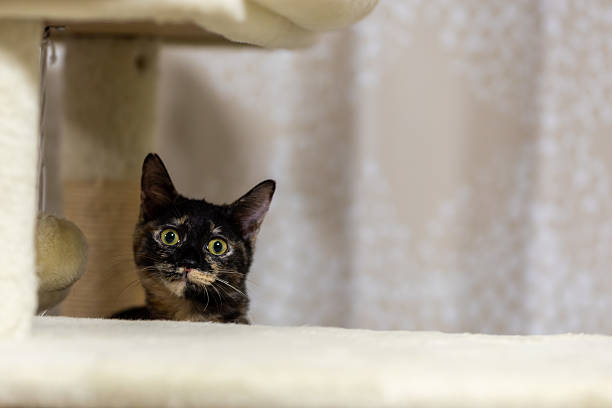 This is Neri, the tortoiseshell cat.