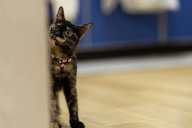 istock Neri, the tortoiseshell cat. 2240353541
