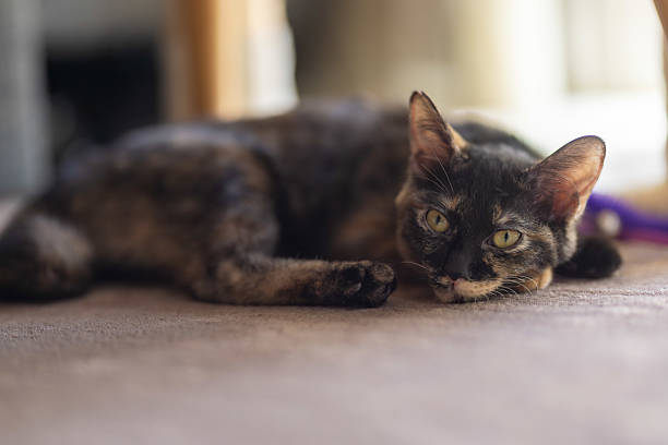 istock Neri, the tortoiseshell cat. 2240353551