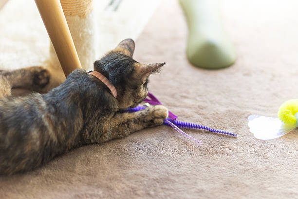 istock Neri, the tortoiseshell cat. 2240353552