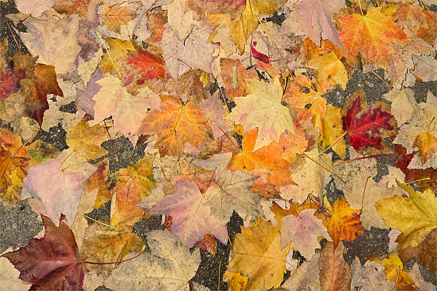 istock There are many red-orange maple leaves on the sidewalk 2240355064