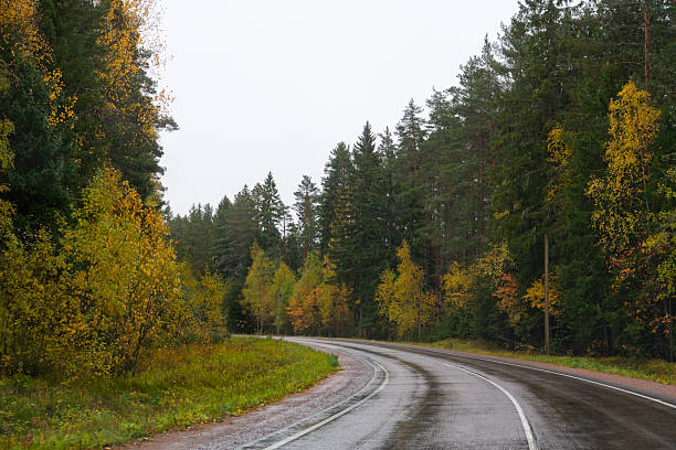 istock Wet, winding road through an autumn mixed pine and birch forest 2240355274