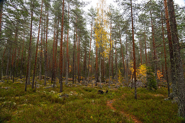 The ground view of a dense pine forest with tall, slender trees, a rocky, moss-covered floor, and a single bright yellow birch tree centerpiece