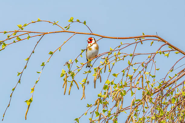 Sparrow perched on a tree located in rural Southern Alberta Canada