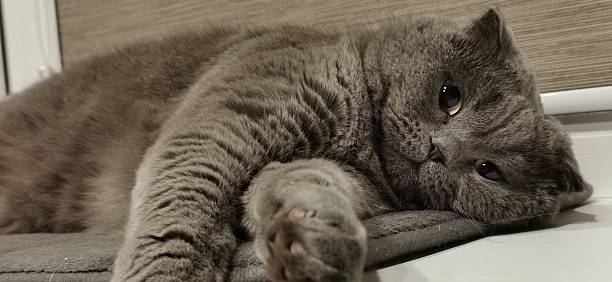 istock The cat on the windowsill 2240360261
