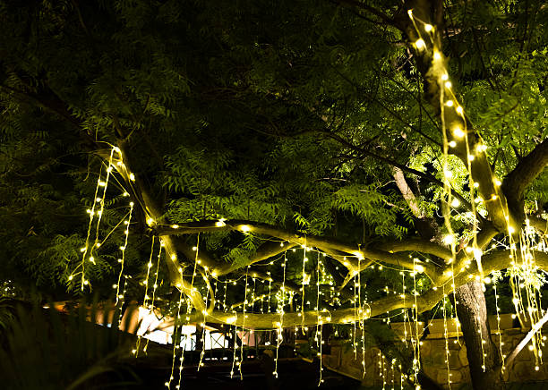 istock Illuminated Foliage Creating A Magical Evening Ambiance 2240362202