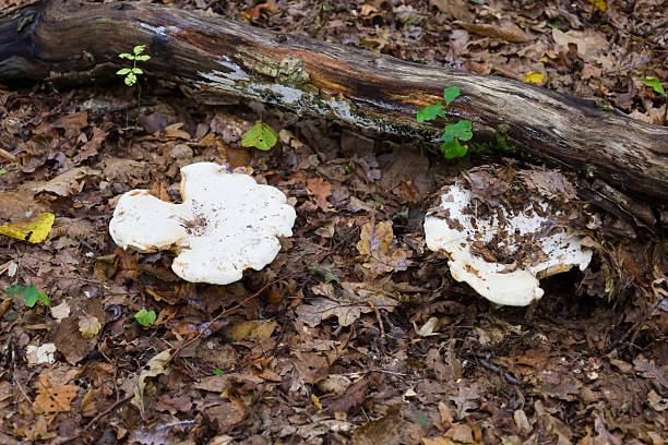 istock Two large, white, shelf-like fungi, likely polypores, rest on the forest floor covered with a layer of brown fallen leaves and a decaying log. This natural scene depicts the process of decomposition and the biological diversity of an autumn woodland. 2240364005