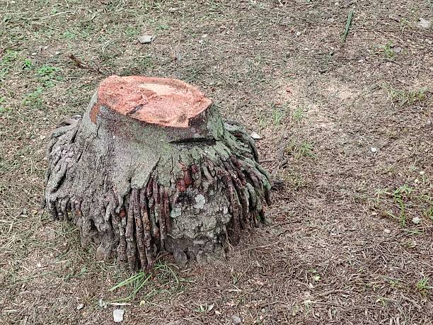 istock Freshly cut palm or tropical tree stump in the ground. 2240366720