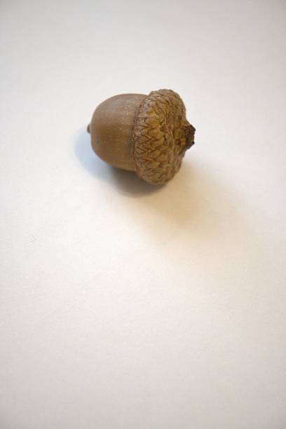One acorn photographed in natural condition on a clean white background in close-up view with copy space for text.