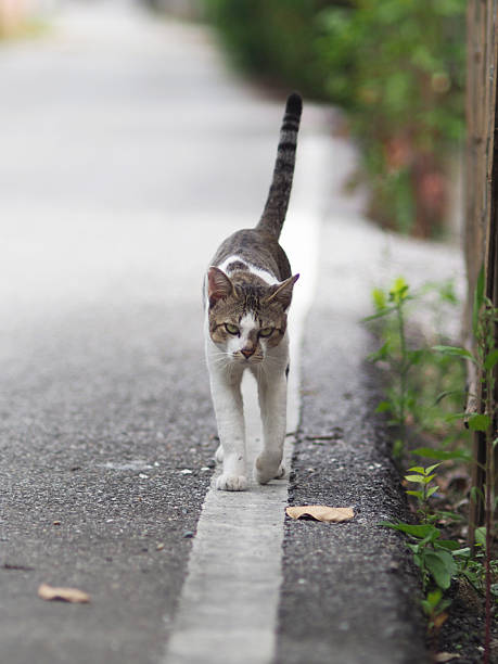 istock a thai cat walking in side way of road 2240372007