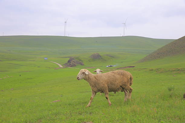 Flock of sheep in pasture and blue sky ,group of sheep eating grass in grassland farm, landscape of grass field