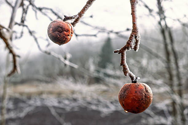 Early rosehips with frost. Freezing temperatures on a green belt in Surrey. \nPlant Hardiness Zone 8a.