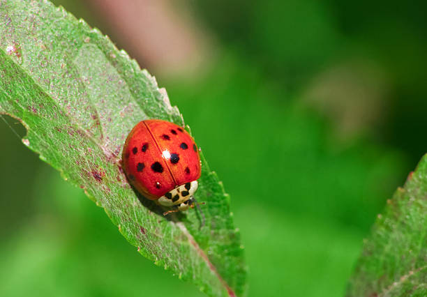 istock Multicoloured Asian lady beetle (Harmonia axyridis) known as harlequin on grass 2240372804
