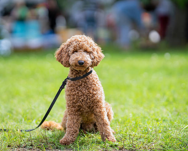 istock Brown poodle sits on the grass in the park. 2240373719