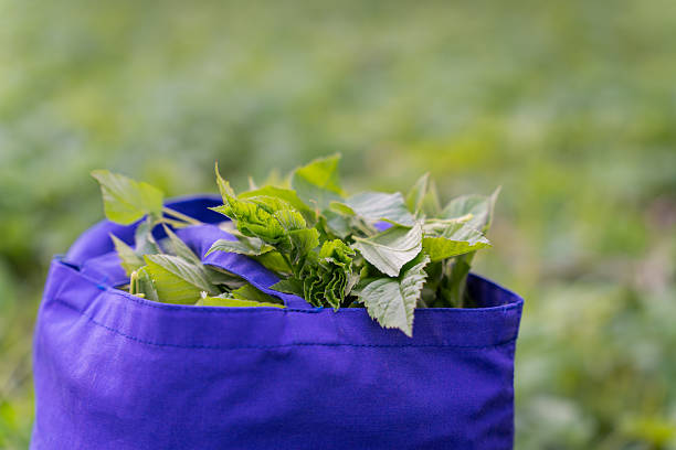 istock Fresh young goutweed leaves in bag, using for food in spring. 2240375377