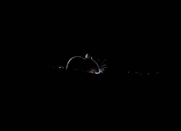 istock Woodmouse sillhouette 2240375515