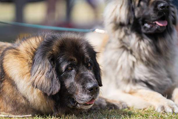 Couple Leonberg lying on gras. Dogs of the Leonberger breed lying in a meadow.