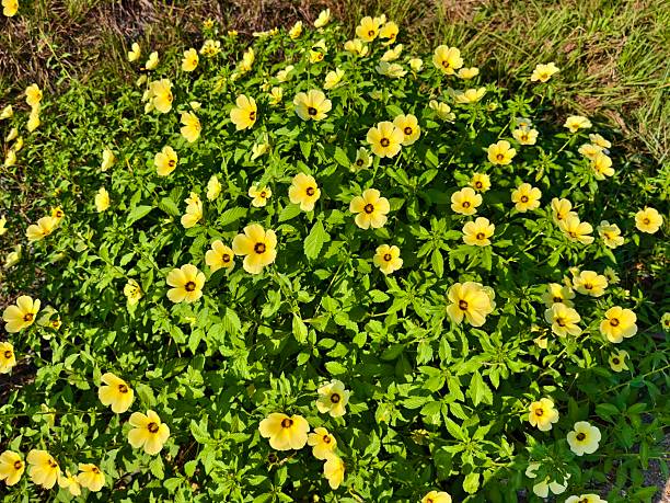 istock damiana flower in the morning 2240376254