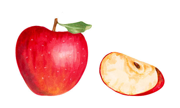 istock A whole red apple with a slice. Watercolor and marker illustration. Hand drawn isolated image. Harvesting. Production. Clipart with botanical natural fruits for food packaging, juice and jam. 2240377276