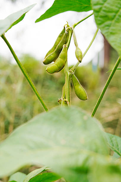istock Green beans grow in the wild 2240378079