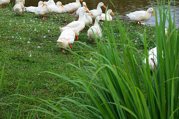 istock White ducks the farm pond 2240379449