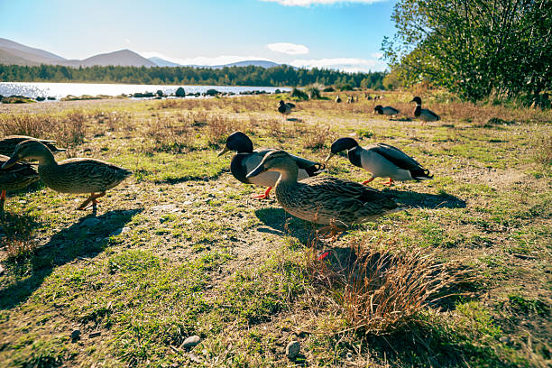 Ducks at Loch Morlach, outside Aviemore in the Highlands of Scotland.