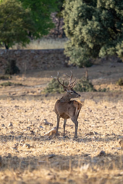 istock Red deer (Cervus elaphus) photographed in Spain 2240386553