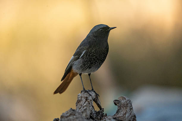 istock Black Redstart (Phoenicurus ochruros) photographed in Spain 2240386563