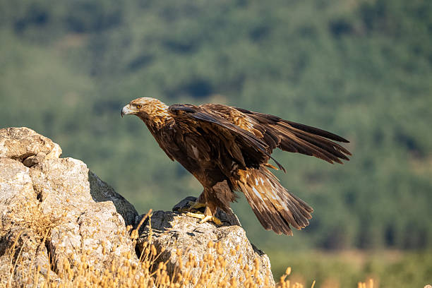 istock Golden eagle (Aquila chrysaetos) photographed in Spain 2240386729