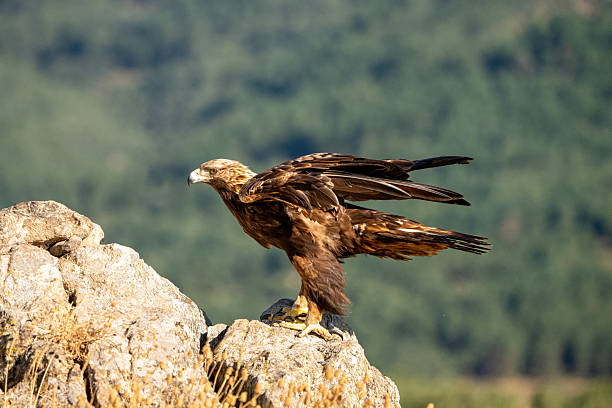 istock Golden eagle (Aquila chrysaetos) photographed in Spain 2240386736