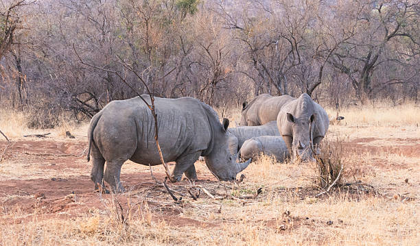 istock Ground of white rhinoceros 2240386866