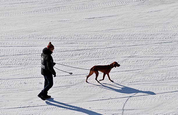 Suzdal, Russia - February 23, 2025: Winter. A man walks his dog. The dog trots gracefully on a leash.