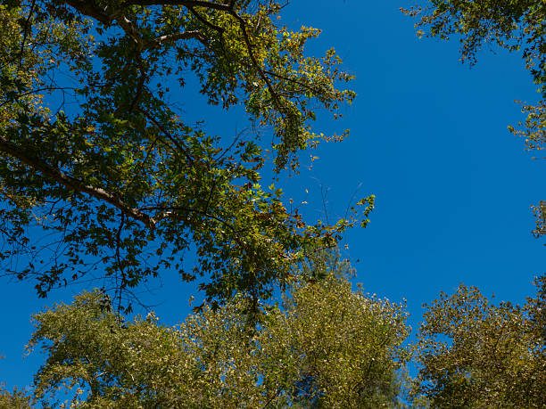 scenic woodland with fall foliage on sunny day