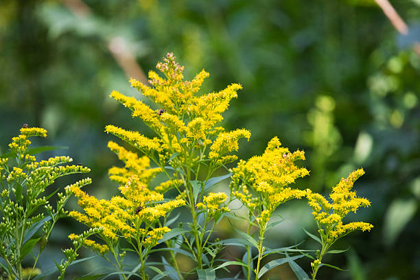 istock Yellow goldenrod flowers seen from the front 2240391122