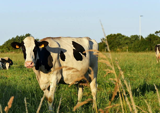 Small group of dairy cows grazing in a field in rural Scotland on a sunny springtime evening